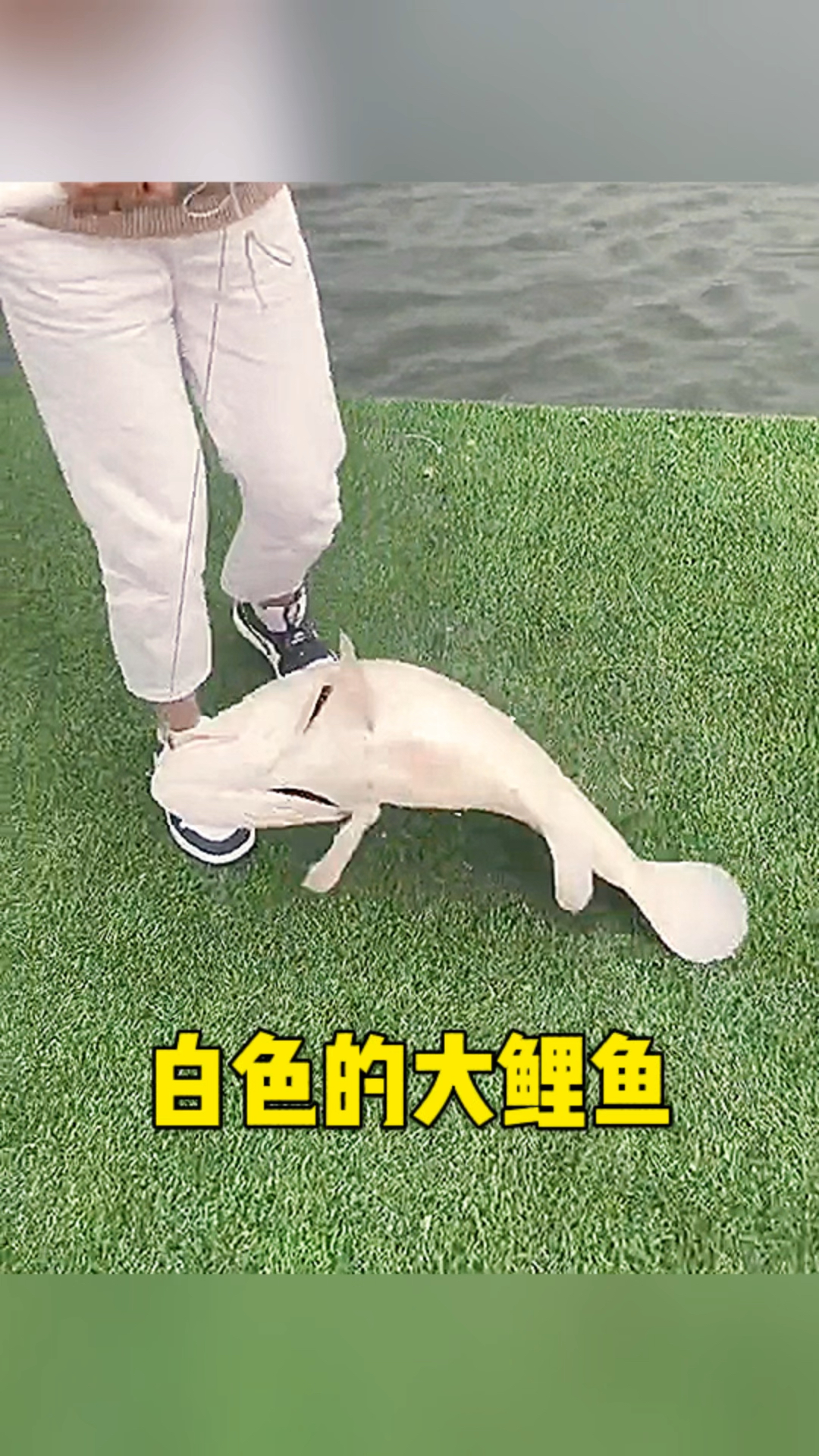 这竟然是白色的鲤鱼