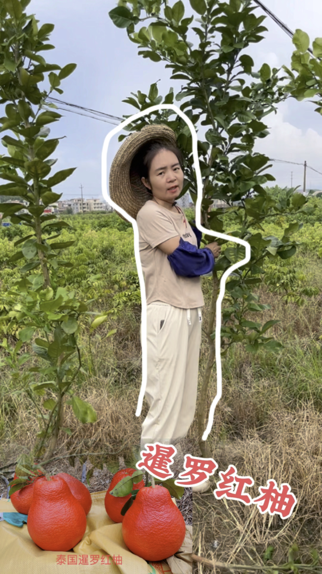 果树中的绝代佳人,中国红的暹罗红柚,如意又吉祥