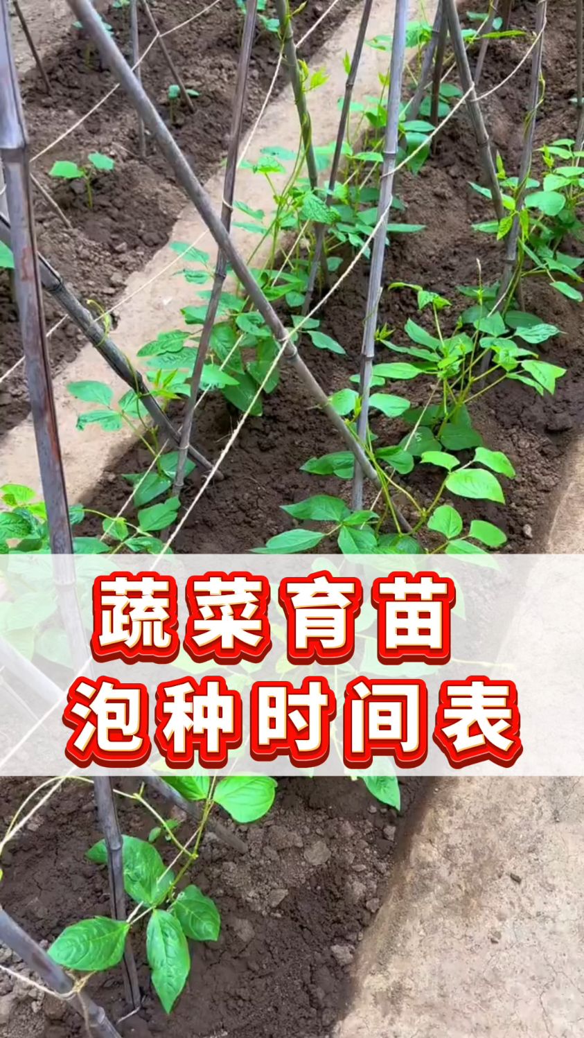 蔬菜育苗时间,蔬菜种植泡种时间表,蔬菜种子泡种时间