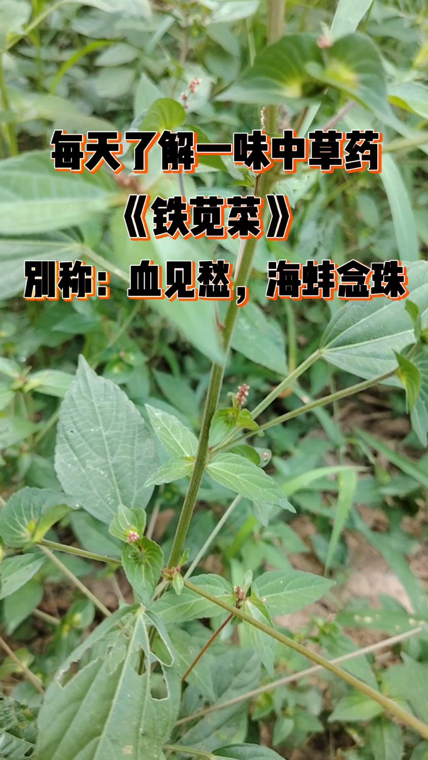 每天了解一味中草药,铁苋菜别名血见愁,是很好的一种植物