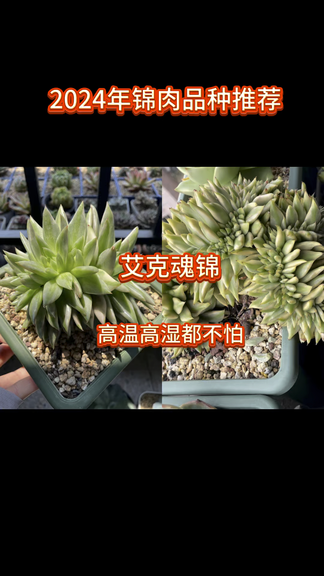 2024年锦肉品种推荐,不踩雷的品种～艾克魂锦#多肉植物 #大连同城 #艾克魂锦缀