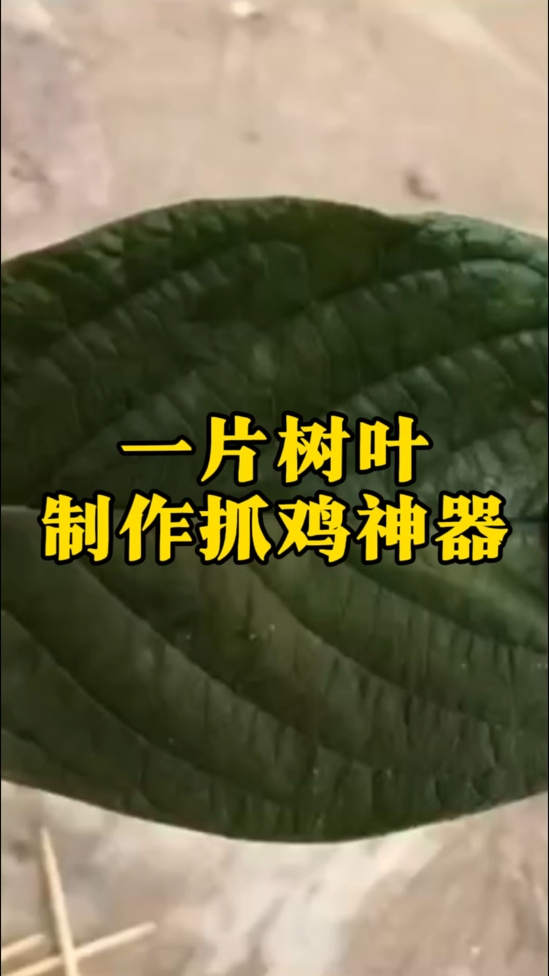 只需一片树叶,就可以制作抓鸡神器