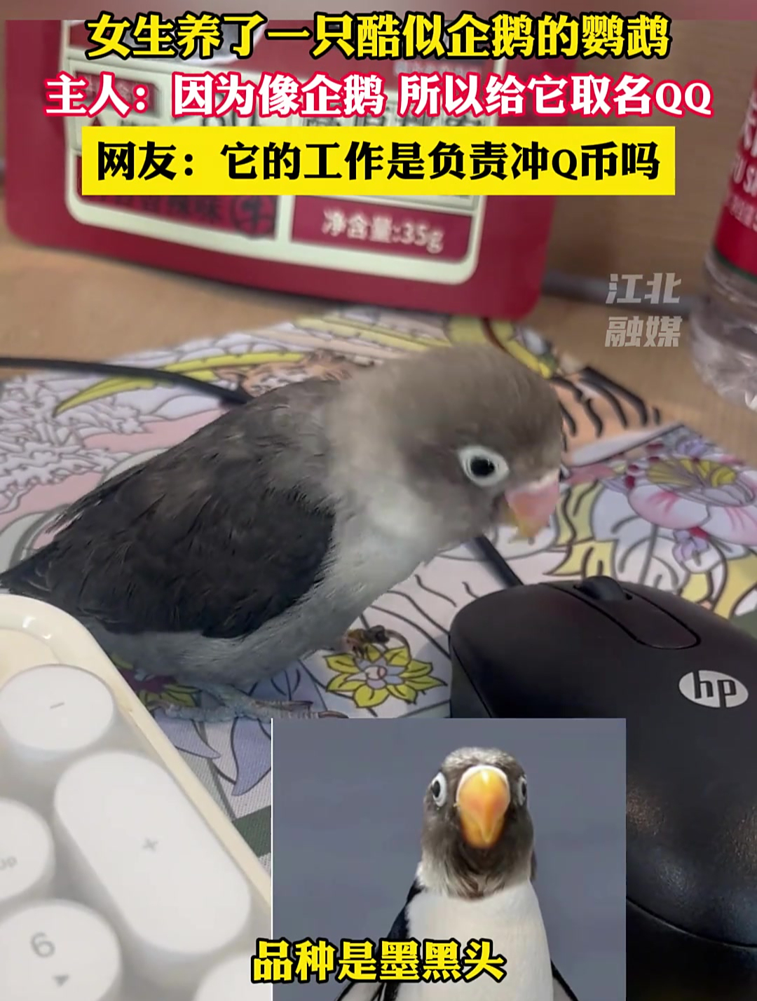 女生养了一只酷似企鹅的鹦鹉,主人:因为像企鹅 所以给它取名QQ,网友:它的工作是负责冲Q币
