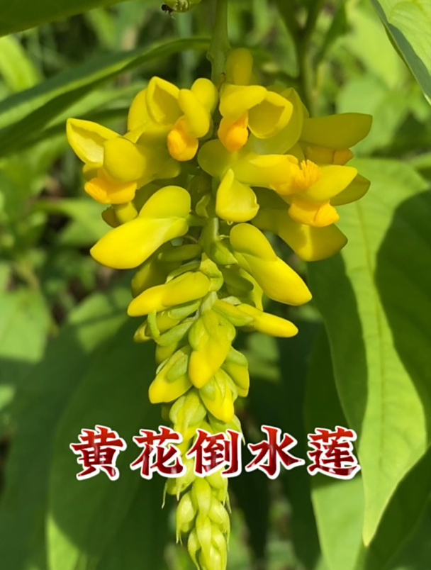 黄花倒水莲也叫黄花远志,看看你认识吗?
