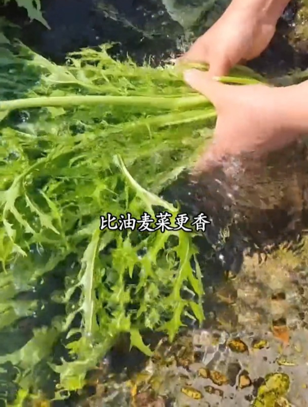 雪里蕻又叫雪菜,是梅干菜的原料,耐寒能力非常强,种植简单