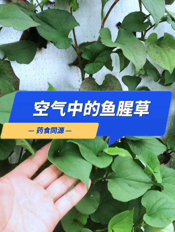 气雾栽培方式比较适合的品种,具有产量高,品质好