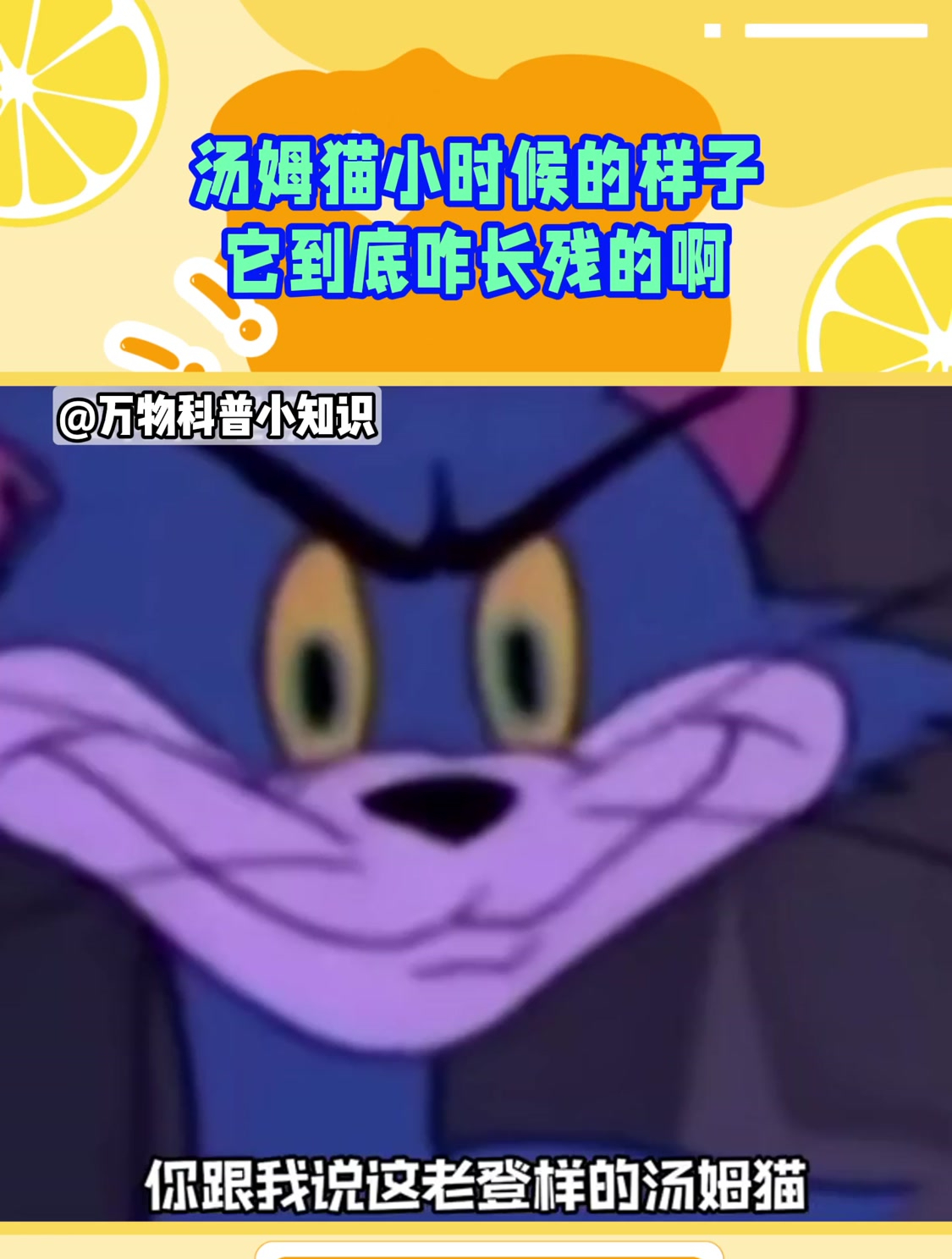 什么!汤姆猫小时候居然长这个样子?