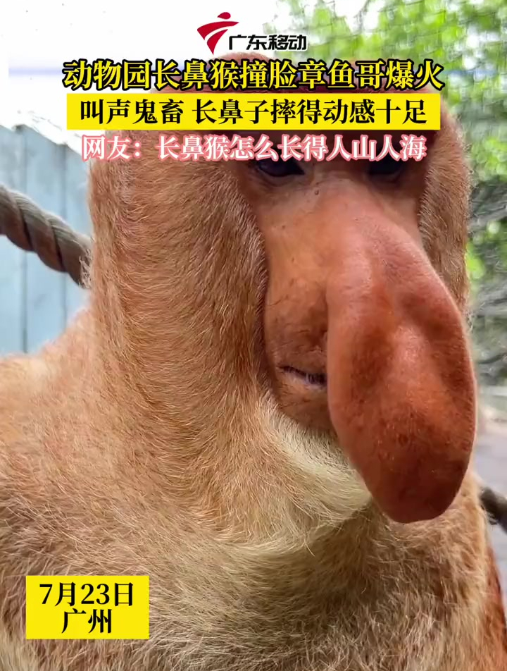 动物园长鼻猴撞脸章鱼哥爆火,叫声鬼畜 长鼻子摔得动感十足,网友:长鼻猴怎么长得人山人海