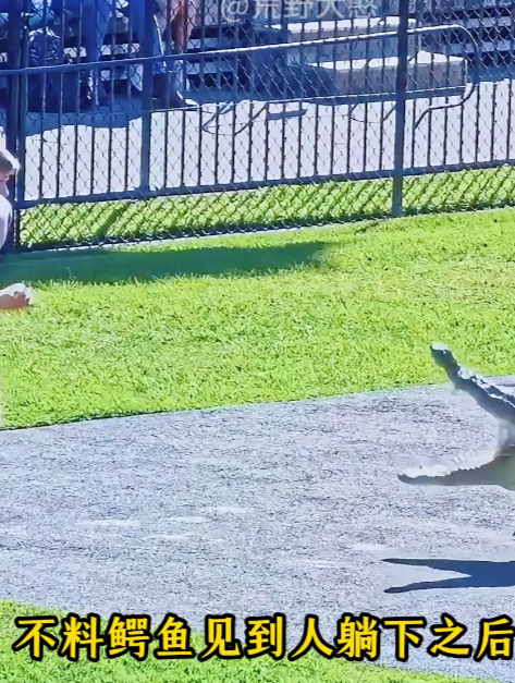 动物园里的鳄鱼失控攻击人,只好将其打包带走