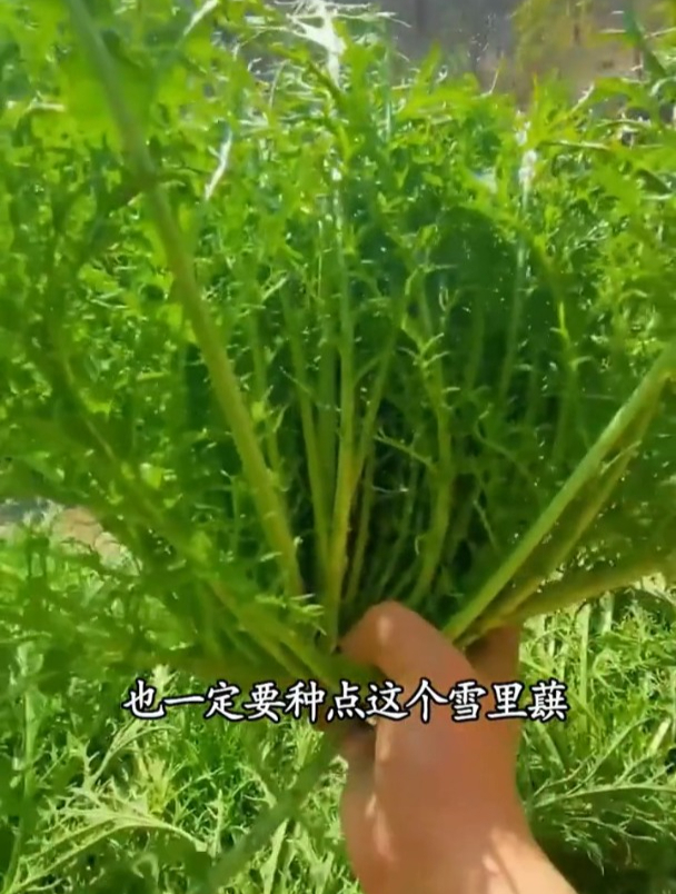 梅干菜的原料雪里蕻,种植简单易管理,还有个名字,很多人都知道