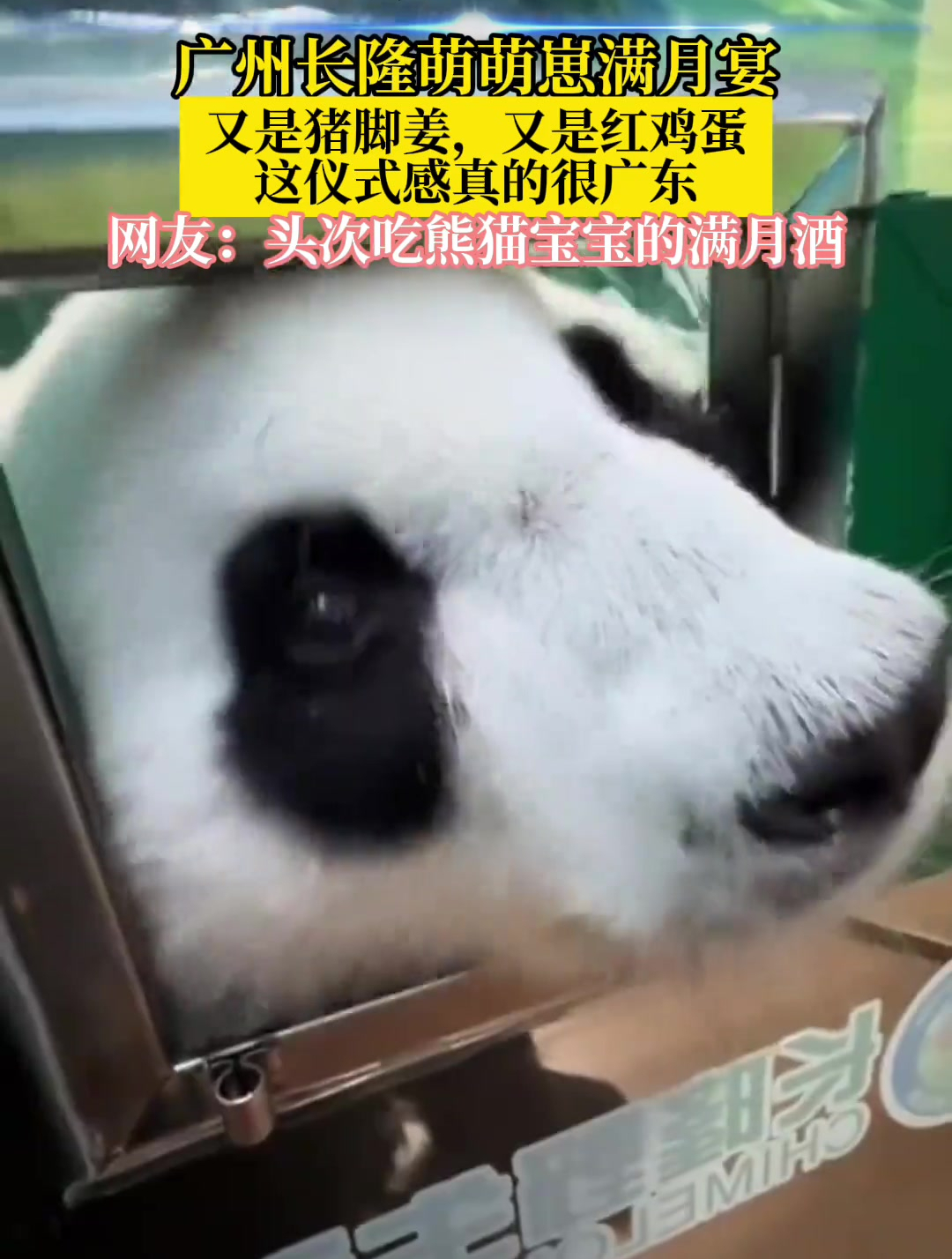 广州长隆萌萌崽满月宴,你羡慕了吗?