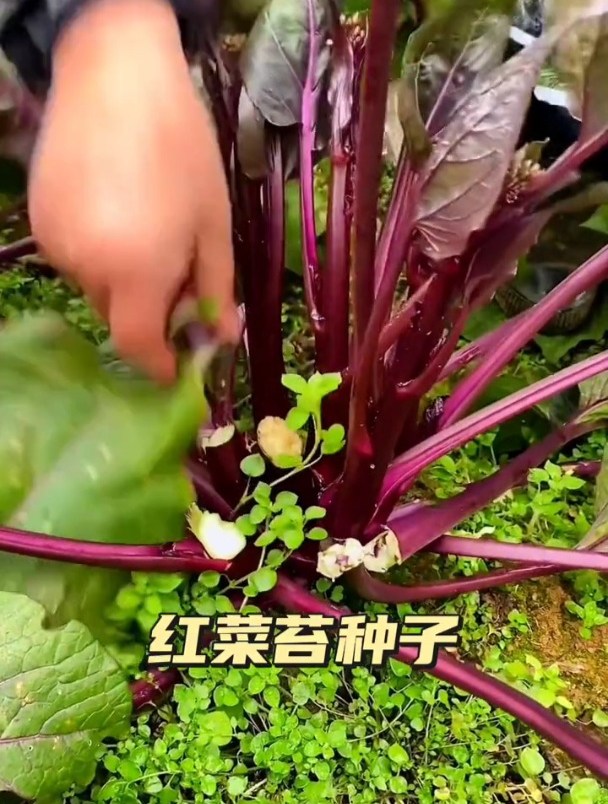 红菜苔的种植时间,秋季最适宜,一季收好几茬!
