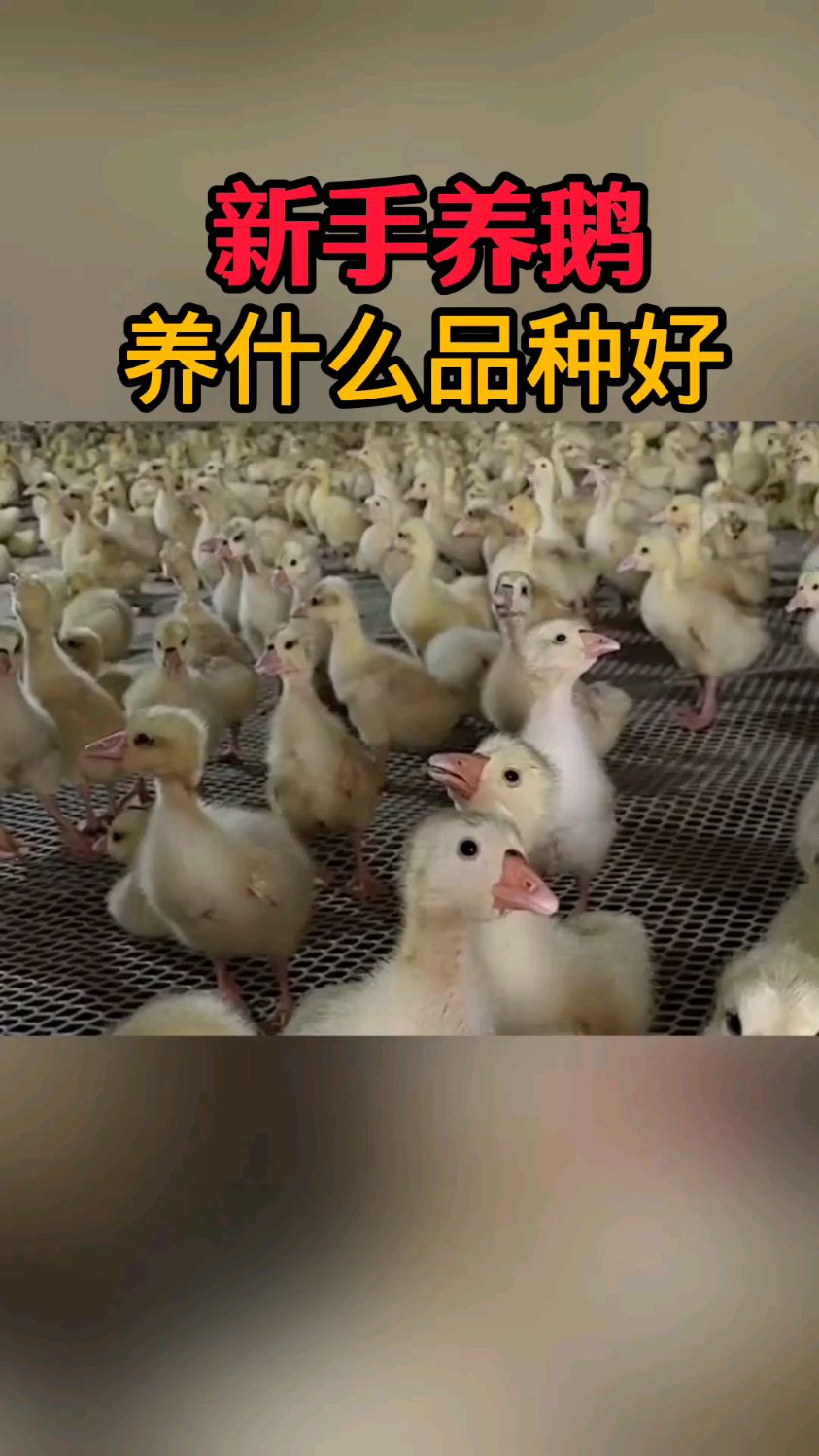 新手养鹅,养什么品种好?