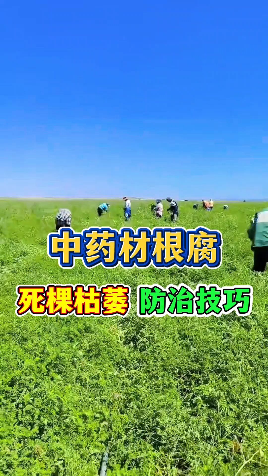 中药材根腐病、死棵枯萎用什么药!药材雨后死苗烂根如何解救!