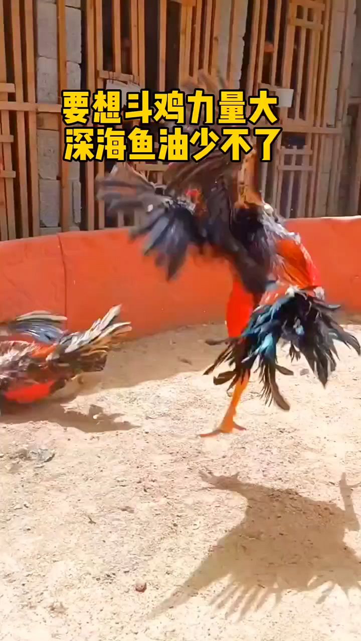 斗鸡力量大,你就用这个