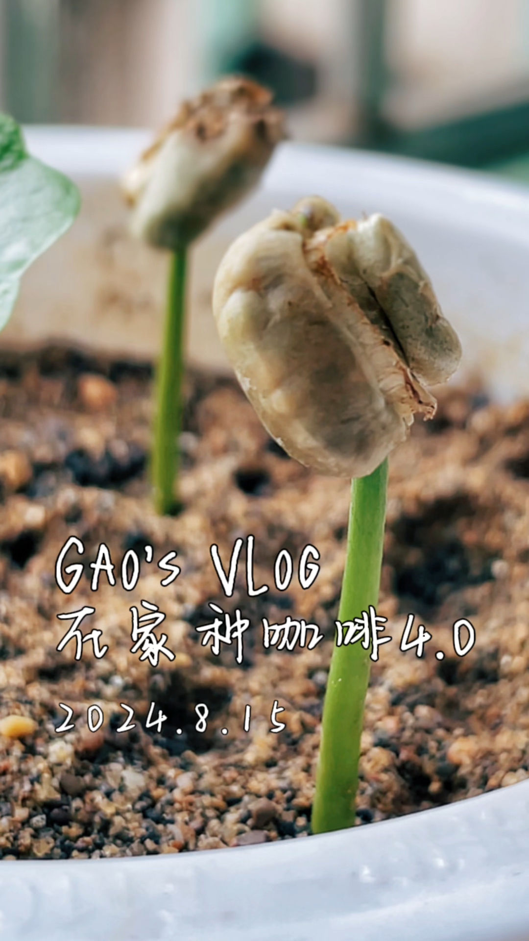 在家种咖啡4.0!来自二咖的逆袭!!