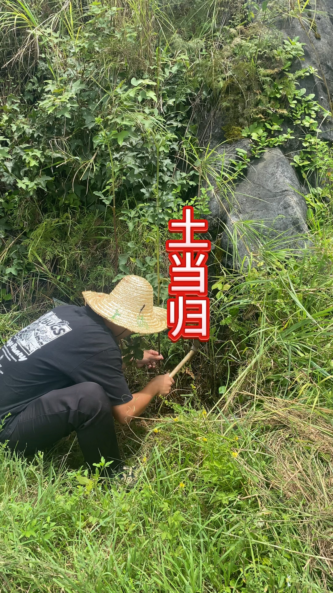 农村生活三农户外实拍,土当归