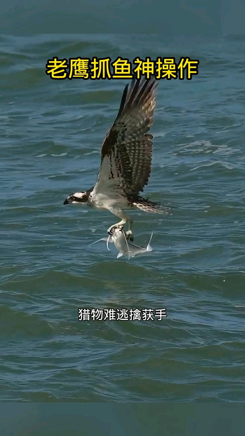 老鹰抓鱼神操作,抓力真的太强了