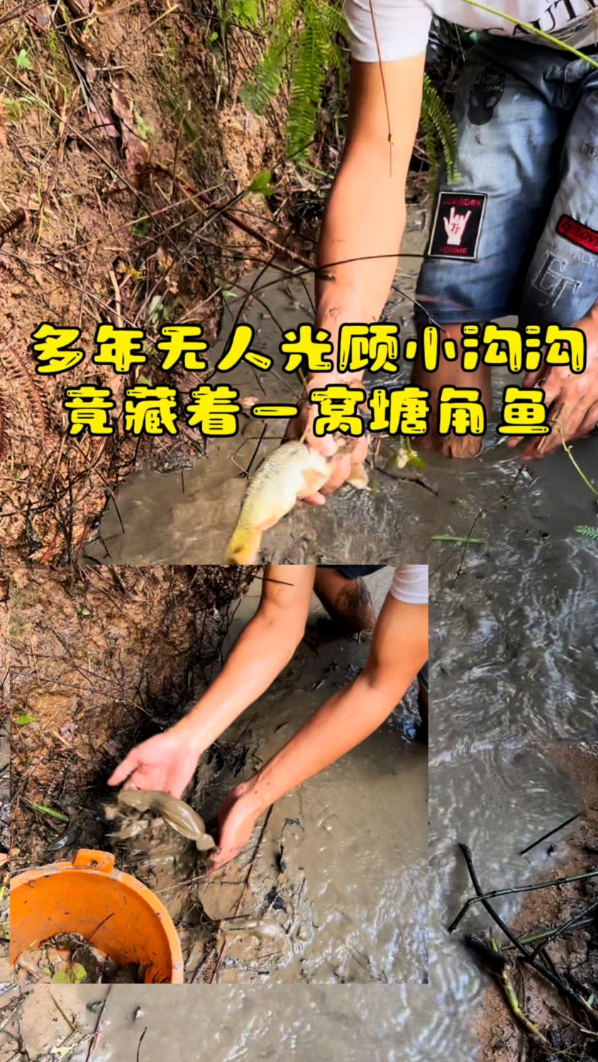 多年无人光顾小沟沟竟藏着一窝野生塘角鱼