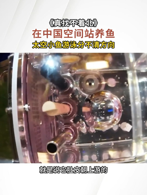 小鱼到太空后游泳都找不着北了,4条斑马鱼状态良好。航天员发现,斑马鱼在微重力下表现出腹背颠