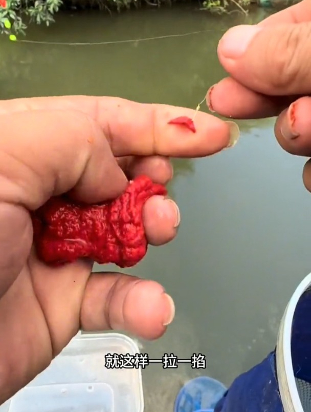 面筋饵钓溪流石斑白条马口鱼的正确开饵方法,别再弄错!
