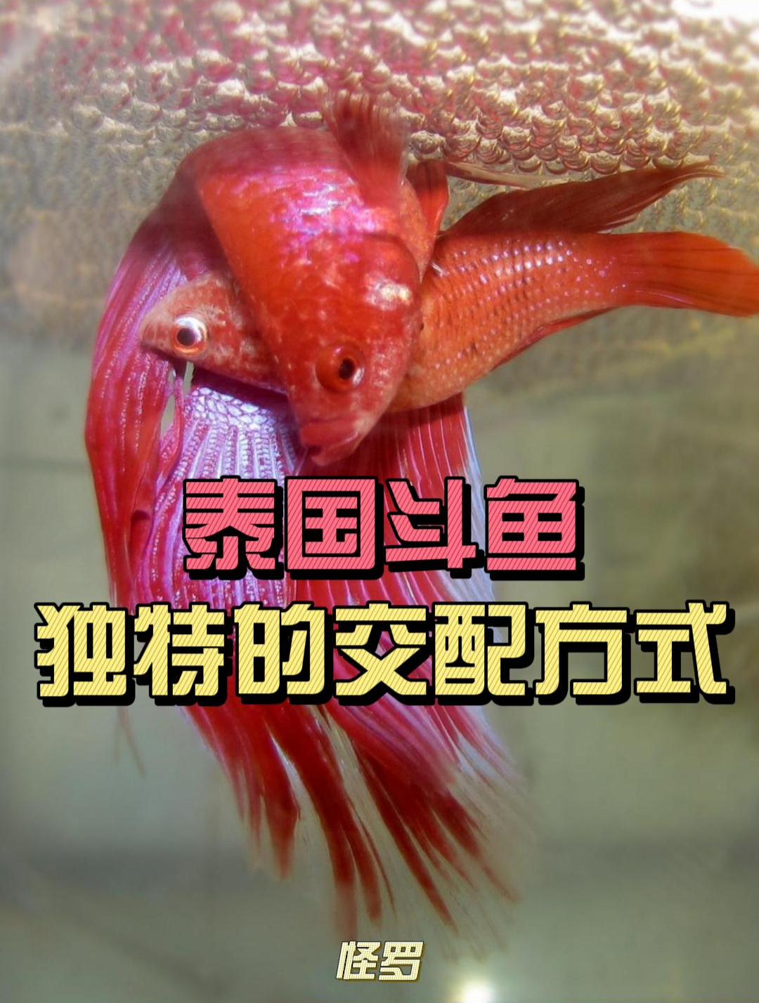 暴力“绞杀”伴侣,直至其休克!这是泰国斗鱼独特的交配方式