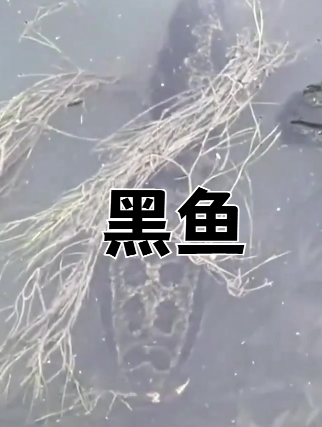 这是我见过最大的,黑鱼
