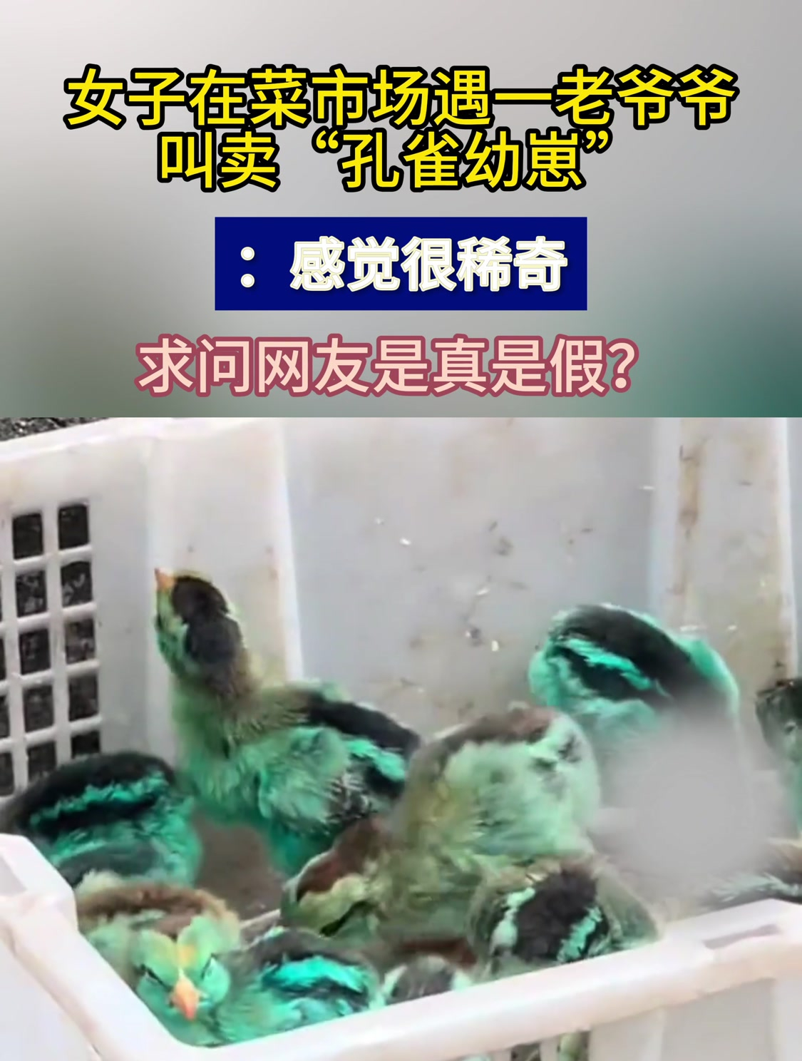 女子在菜市场遇一老爷爷叫卖“孔雀幼崽”:感觉很稀奇,求问真假