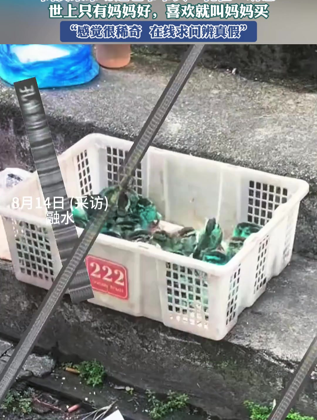 菜市场遇老爷爷卖“孔雀”幼崽,世上只有妈妈好,喜欢就叫妈妈买