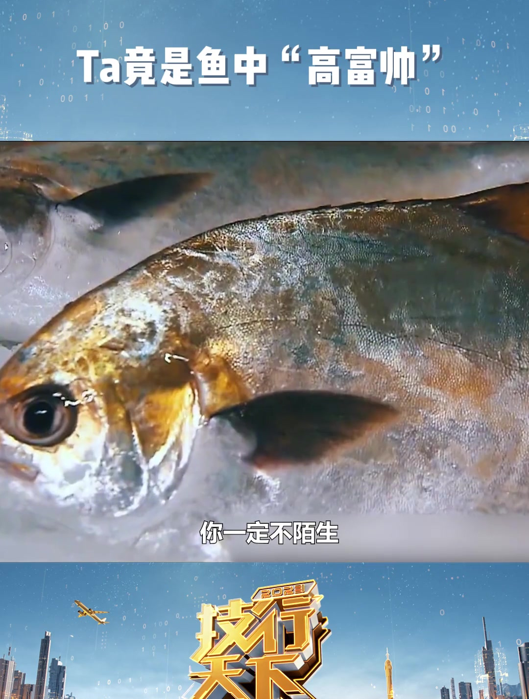 Ta竟是鱼中“高富帅”从罕见的贵族鱼类到餐桌常客,金鲳鱼的养殖秘诀是?