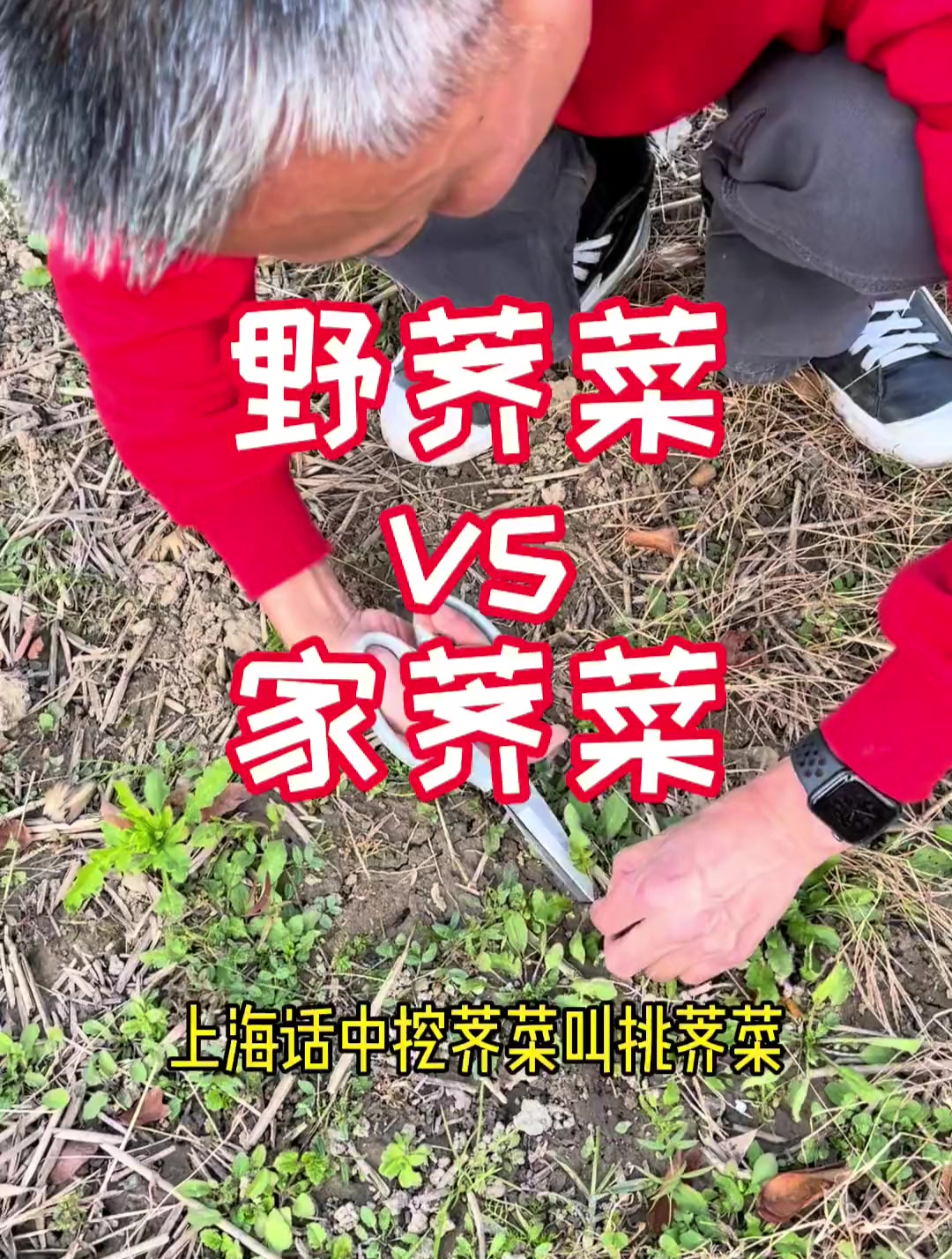 野荠菜 vs 家荠菜