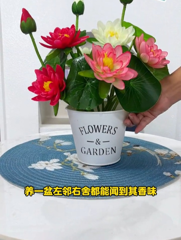 养花就养碗莲,沾水就爆,根本不用复杂的管理!
