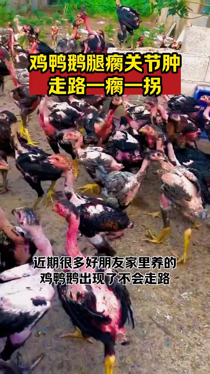 鸡鸭鹅腿瘸关节肿大怎么办