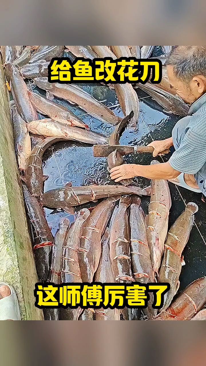 给鱼给花刀,这师傅厉害了!