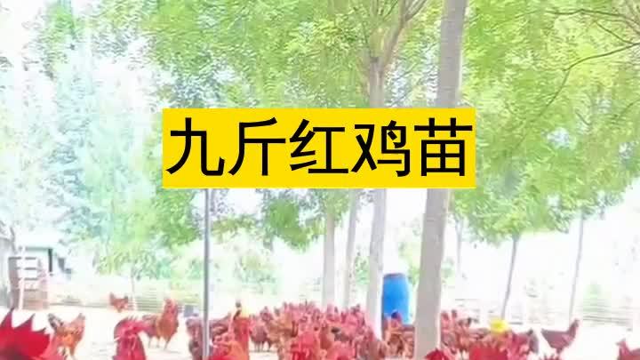 欢迎来到济宁市兖州区九斤红种鸡场,多年专注红玉鸡苗养殖。红鸡