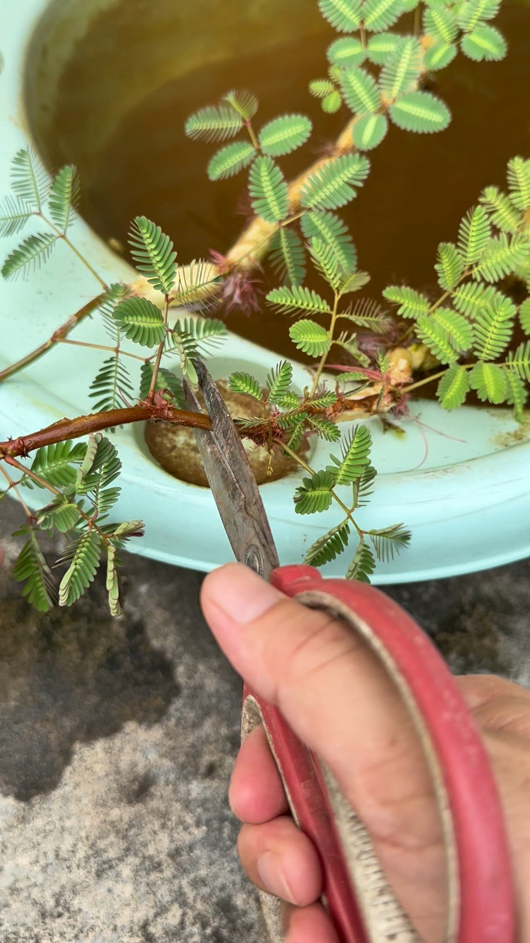 这种含羞草不仅可以在水里生长,而且还是东南亚重要的蔬菜