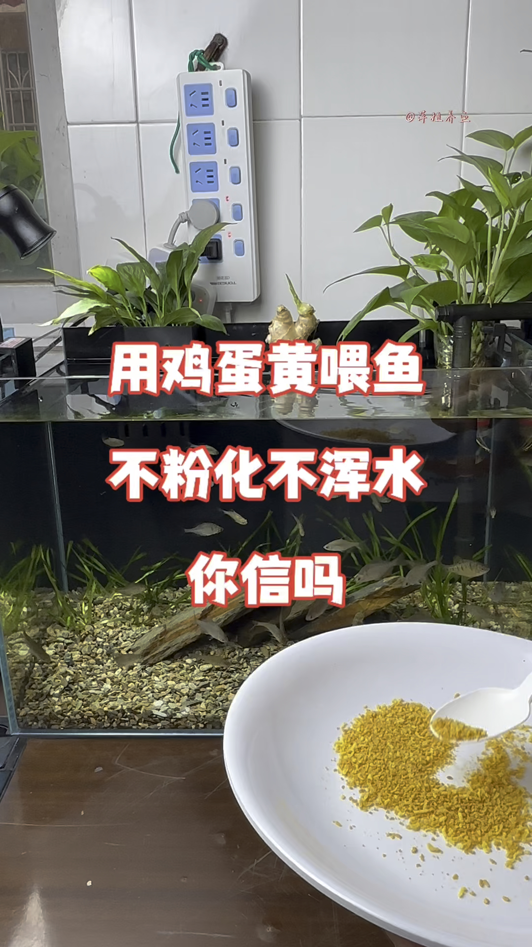 用鸡蛋黄喂鱼,不粉化不浑水,你信吗#养鱼日记 #鱼缸里的大自然