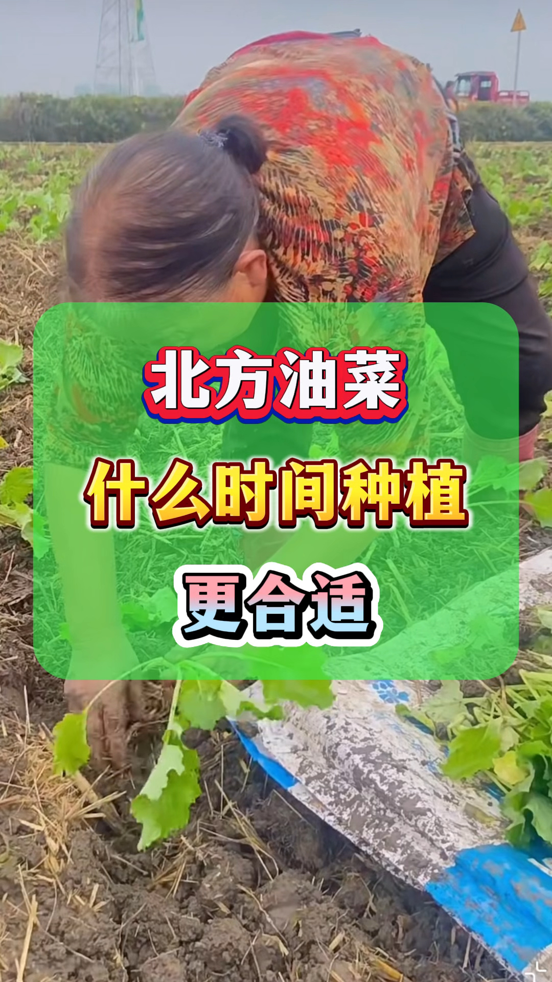 北方油菜什么时间种植更合适?#油菜种植