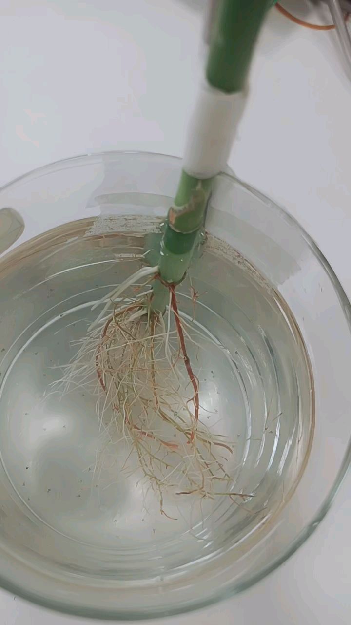 给斗鱼苗的牛奶都被竹子吸收了