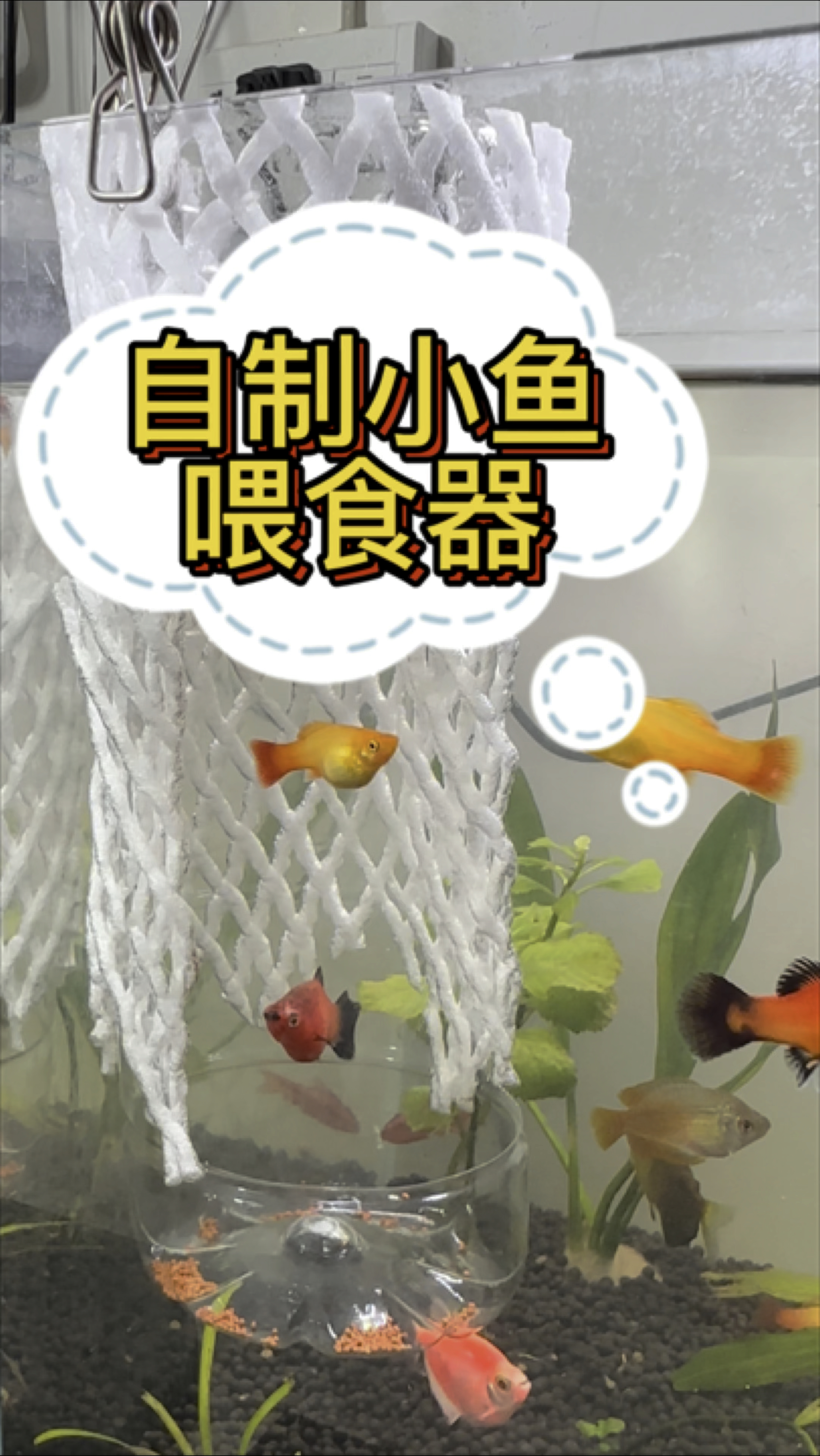 自制小鱼喂食器,简单又好用,快点动手做起来吧