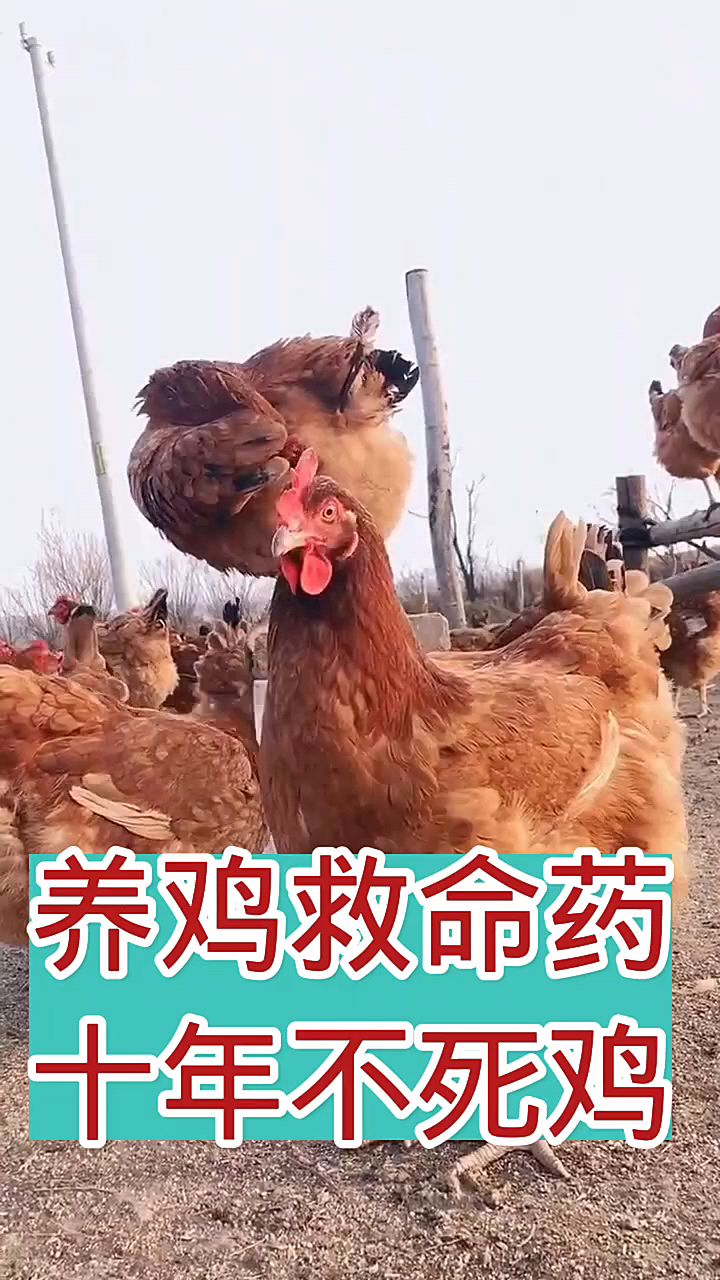 养鸡救命药,10年不死鸡