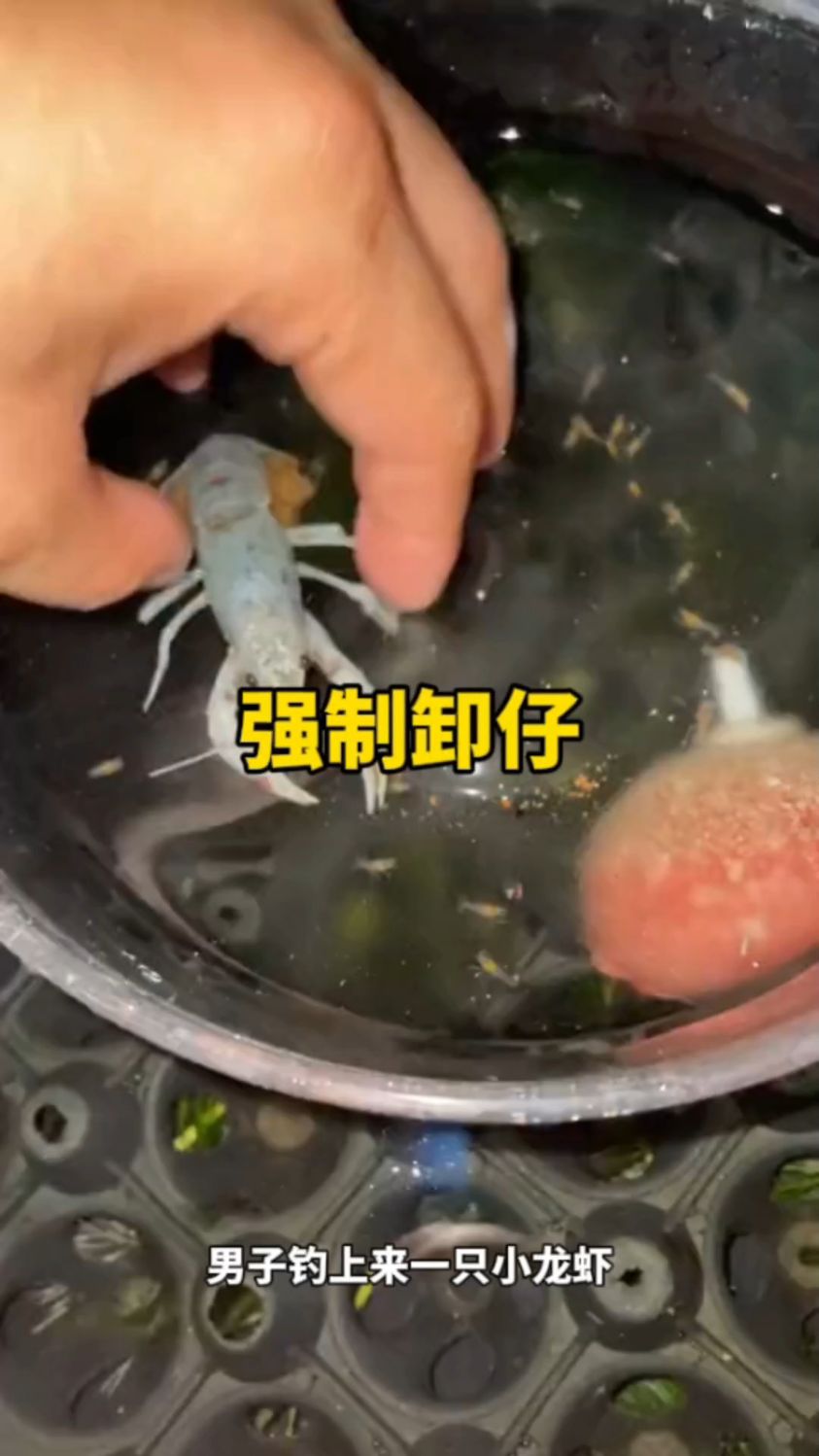 帮小龙虾强制卸仔