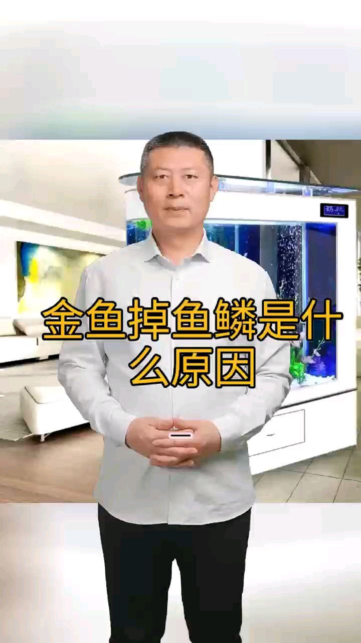 金鱼掉鱼鳞是什么原因