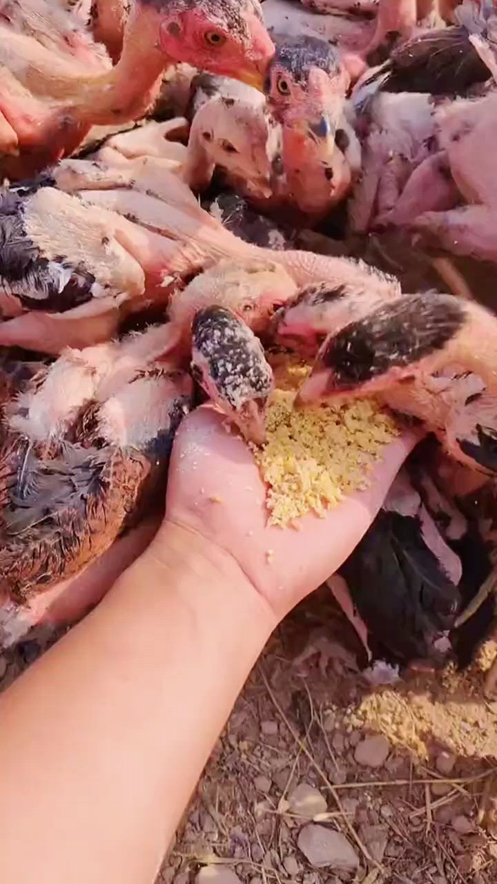 小鸡吃什么长得快