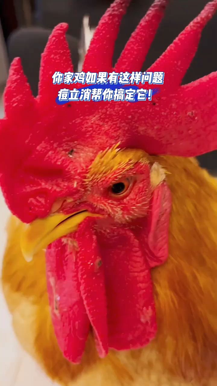 鸡鸭鹅鸽子长痘痘,你就用这个