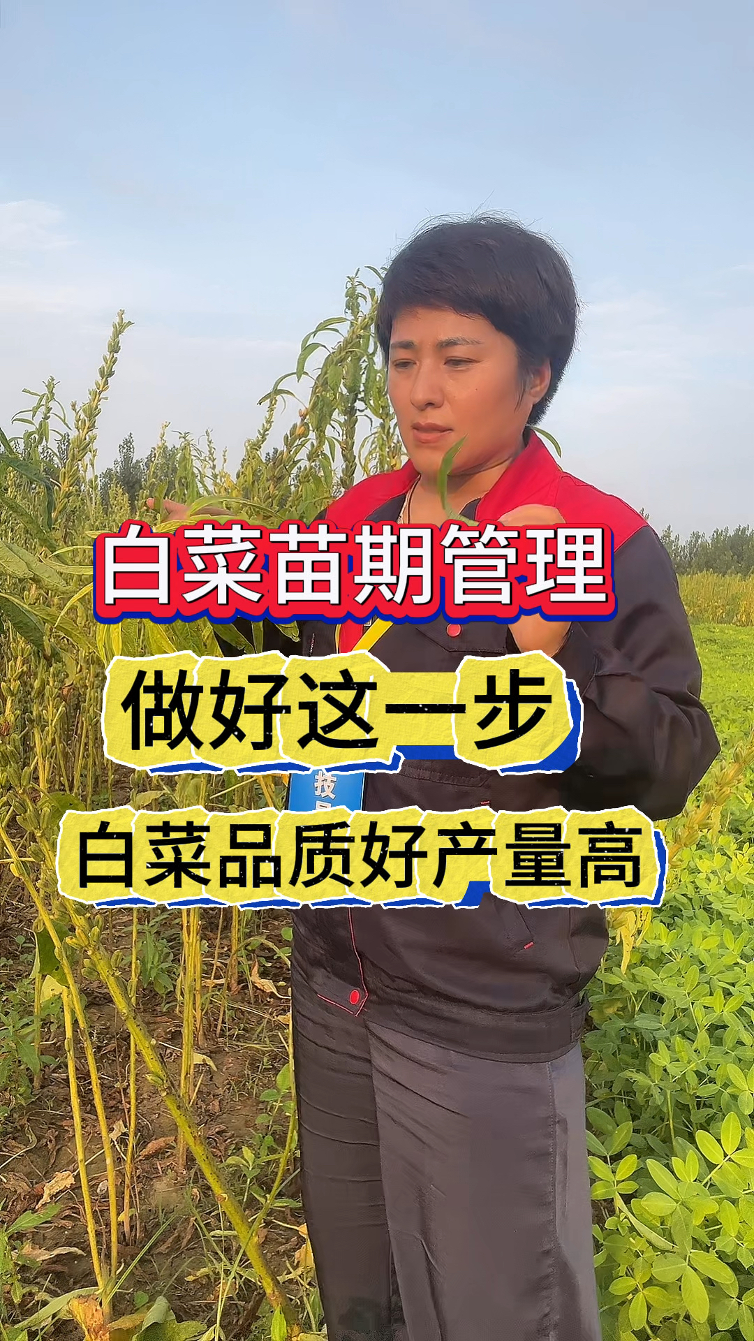 白菜苗期管理,做好这一步,白菜品质好产量高