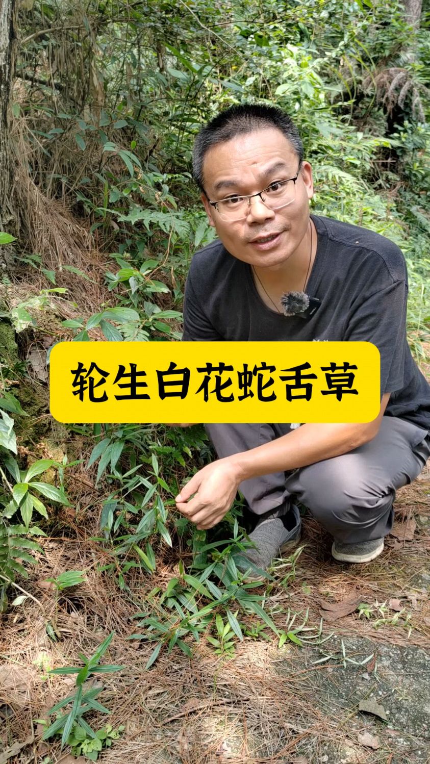 粗叶耳草和白花蛇舌草的两大区别