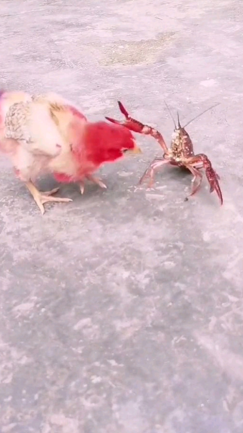 勇敢的红头鸡、大战虾哥