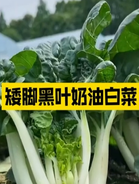 矮脚黑叶奶白菜,口感鲜嫩,好种好管理