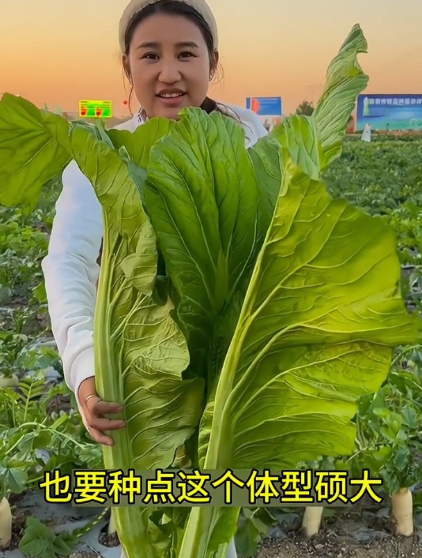 包心芥菜叶片肥厚,常用来腌制小菜,北方人甚少吃过!